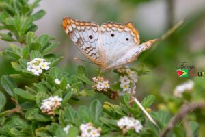 White Peacock Butterfly