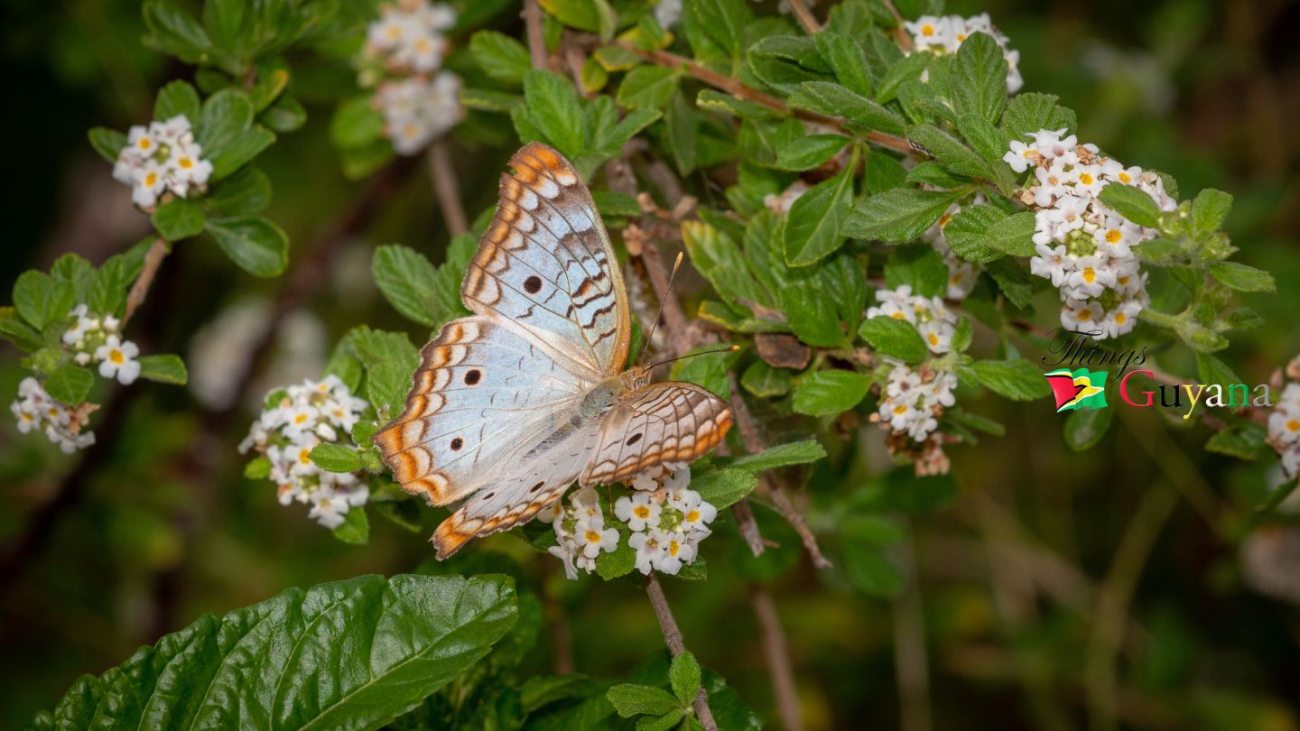 White Peacock Butterfly