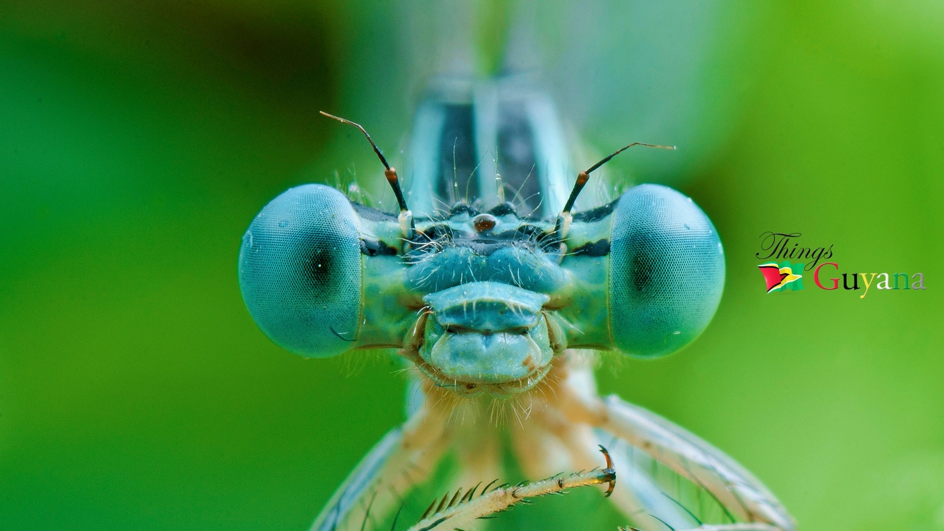 Unveiling the Delicate Dance of the Damselfly
