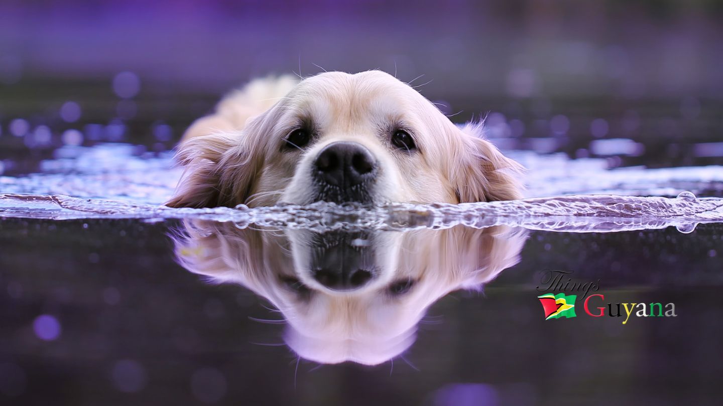 Dog swiming in the river.
