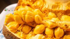 JackFruit
