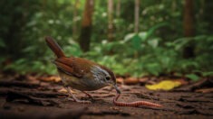 "The Early Bird Catches the Worm" in the Guyanese Context