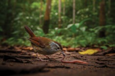 "The Early Bird Catches the Worm" in the Guyanese Context