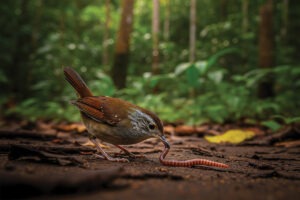 "The Early Bird Catches the Worm" in the Guyanese Context