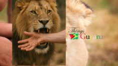 When Ya Hand In Lion Mouth: Wisdom, Warnings & Wutlessness from Guyanese Proverbs