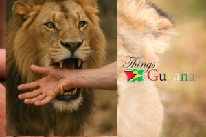 When Ya Hand In Lion Mouth: Wisdom, Warnings & Wutlessness from Guyanese Proverbs