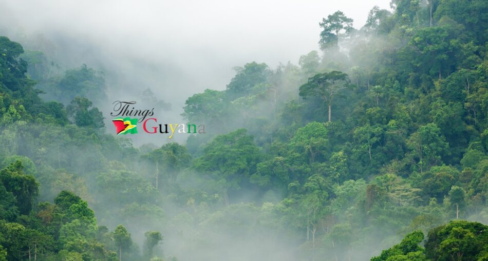 Beyond the Canopy: 5 Secrets of Guyana's Rainforest Conservation